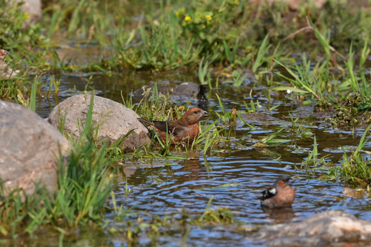 Гацуурын солбин хошуут - ML639020788