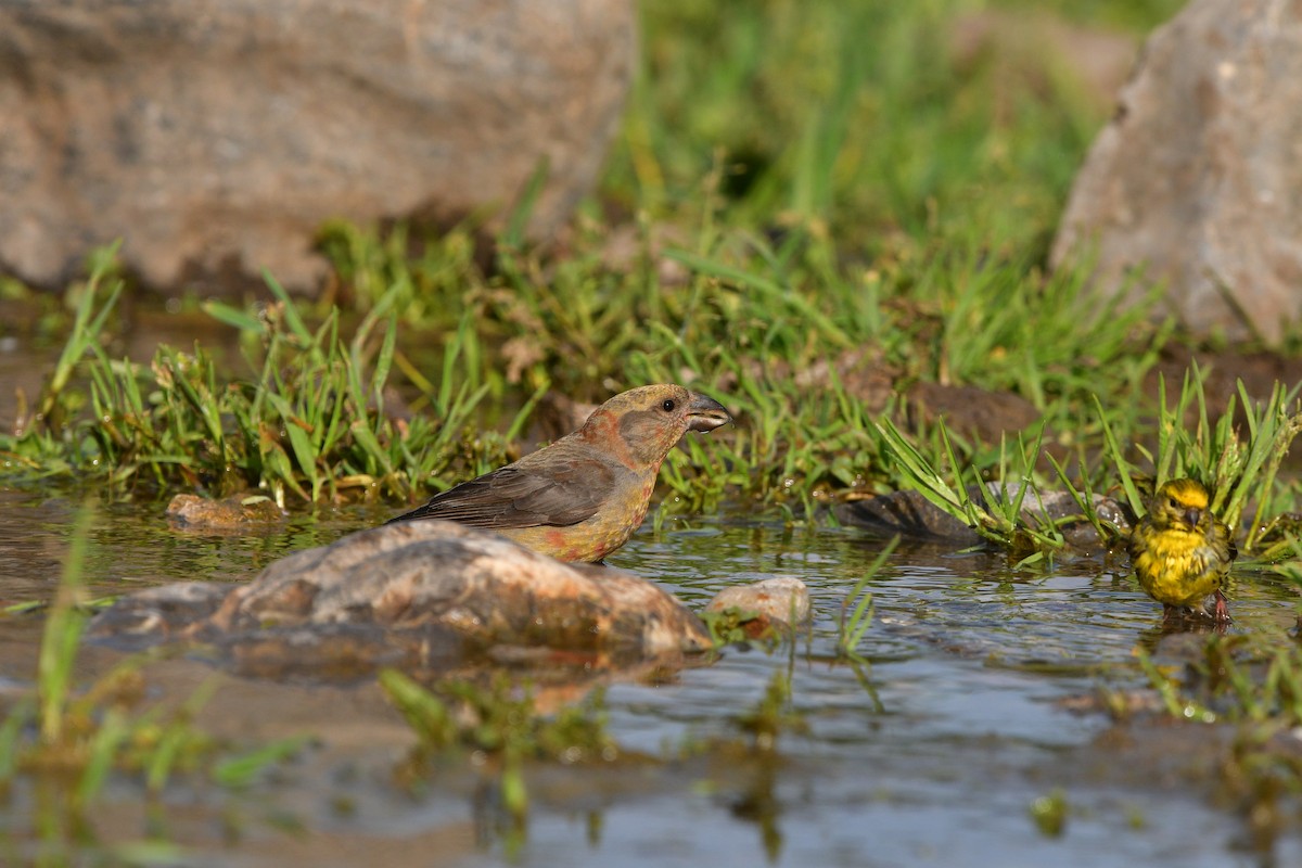 Гацуурын солбин хошуут - ML639020789