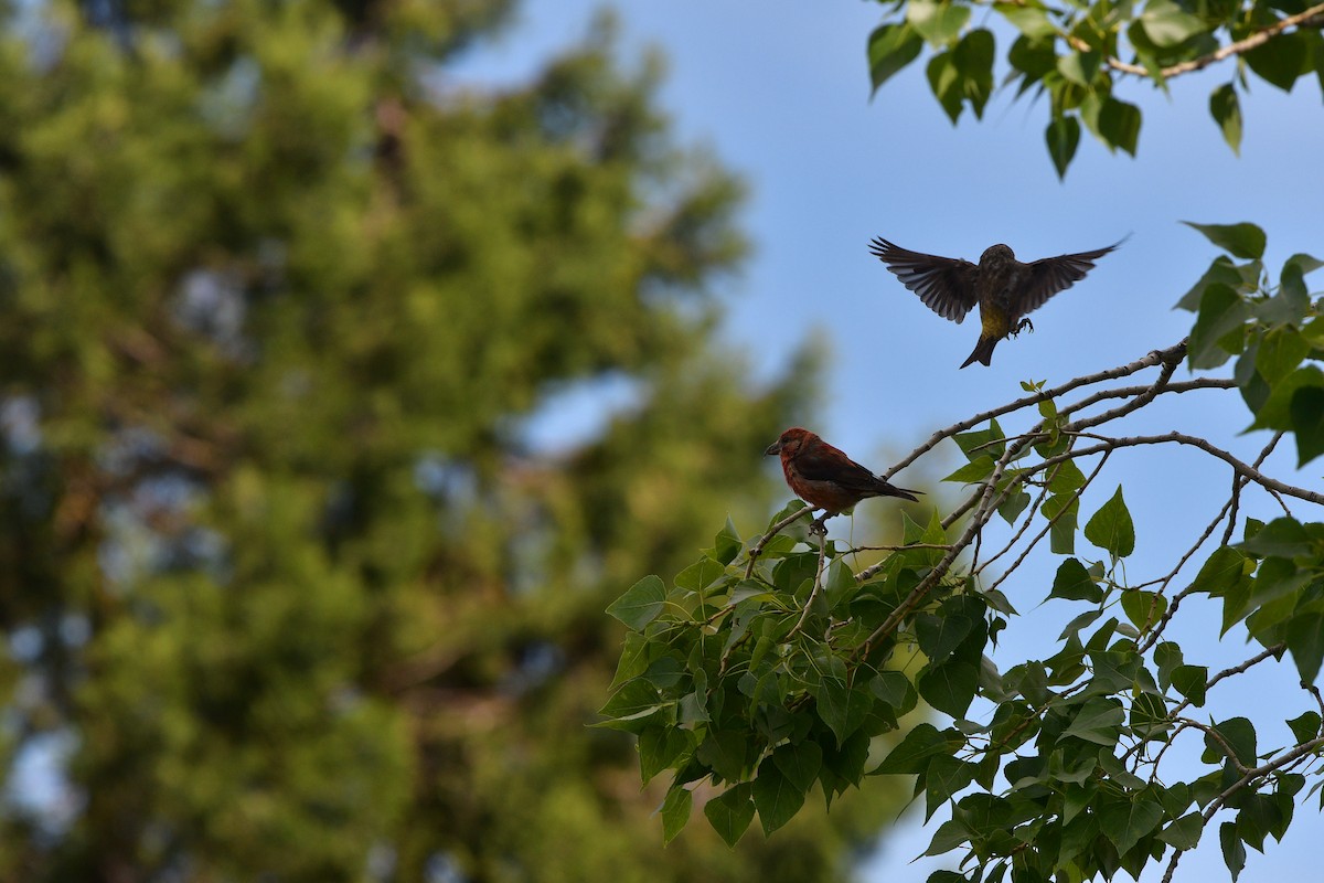 Гацуурын солбин хошуут - ML639020790