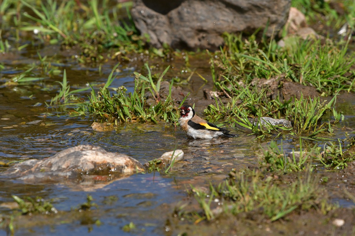 Бор бужирга - ML639020808