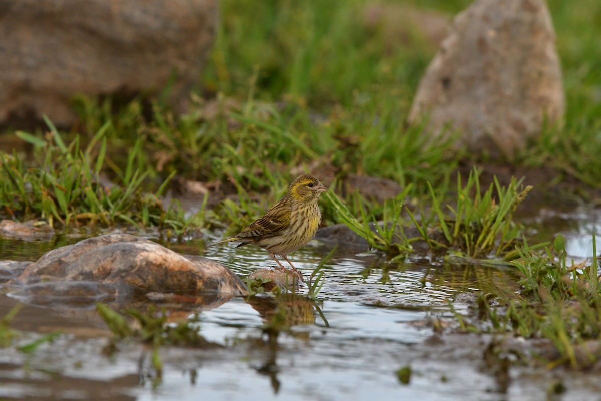 European Serin - ML639020813