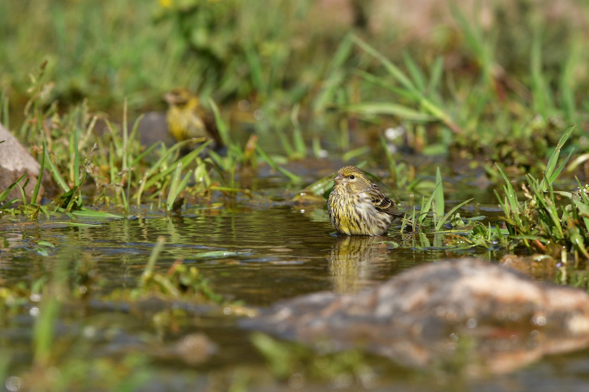 European Serin - ML639020814