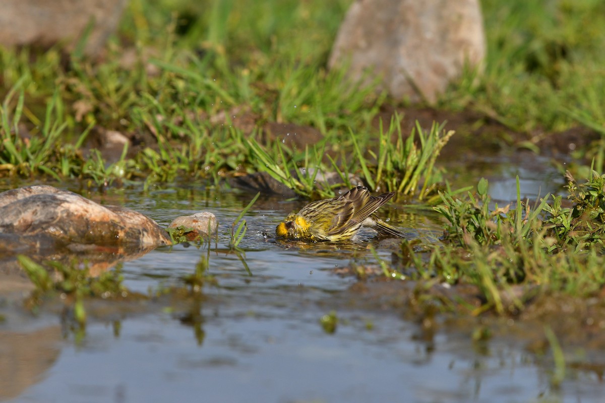 European Serin - ML639020815