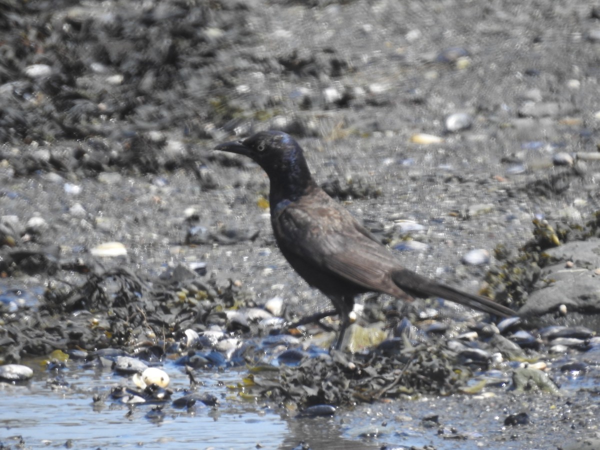 Common Grackle - ML639020951