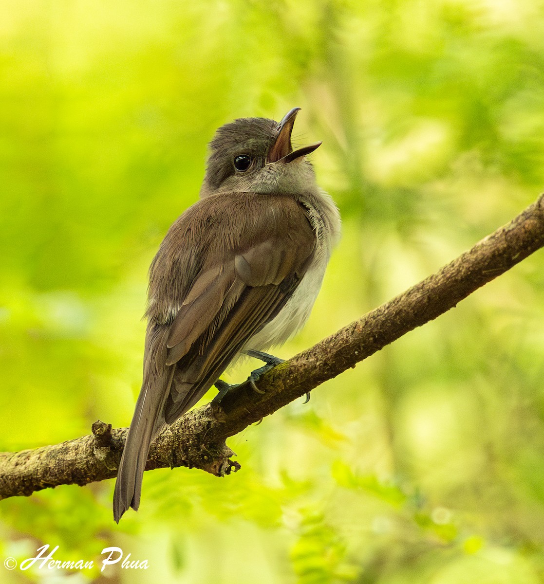 Mangrove Whistler - ML639021012