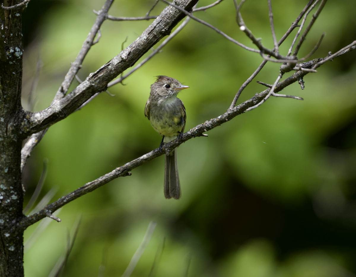 Balsas Sinekkapan - ML639021016