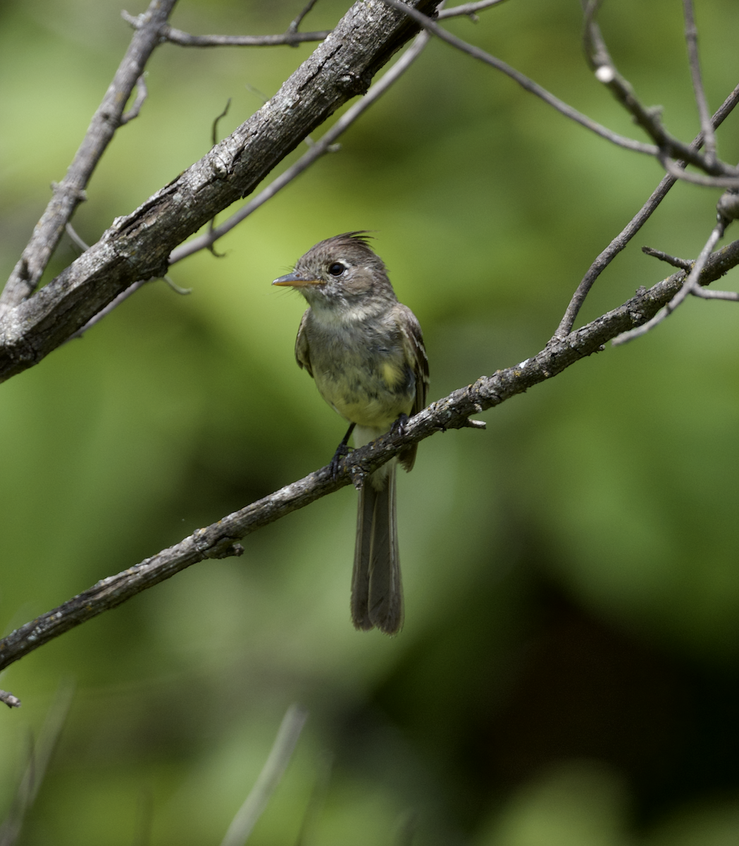 Balsas Sinekkapan - ML639021017