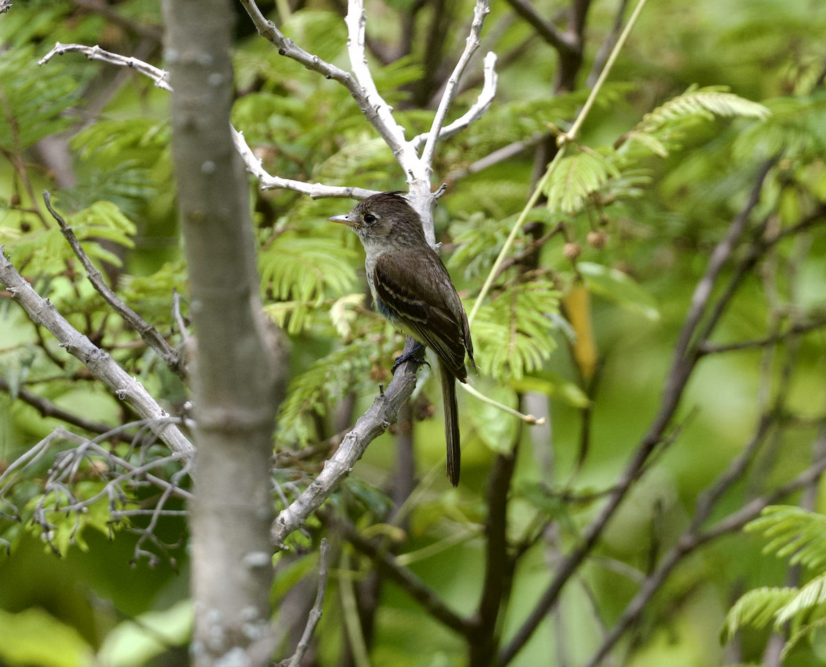 Balsas Sinekkapan - ML639021018