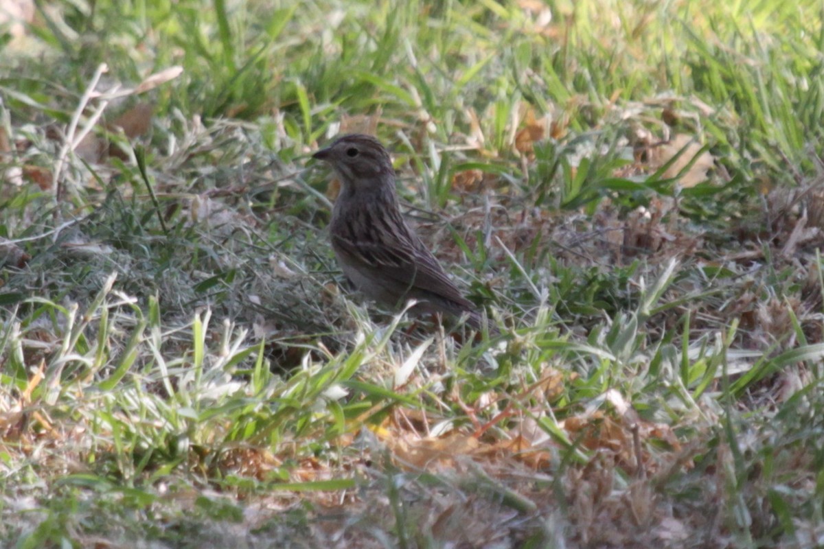 Brewer's Sparrow - ML639021024