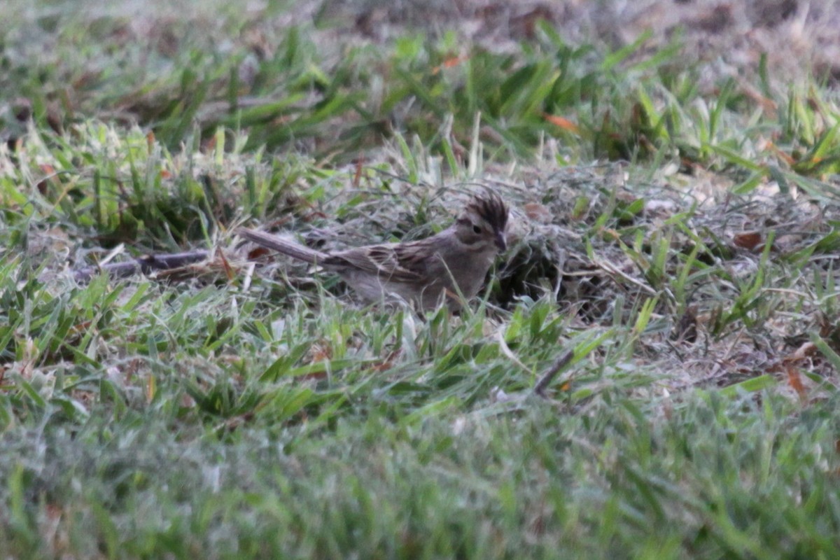 Clay-colored Sparrow - ML639021029