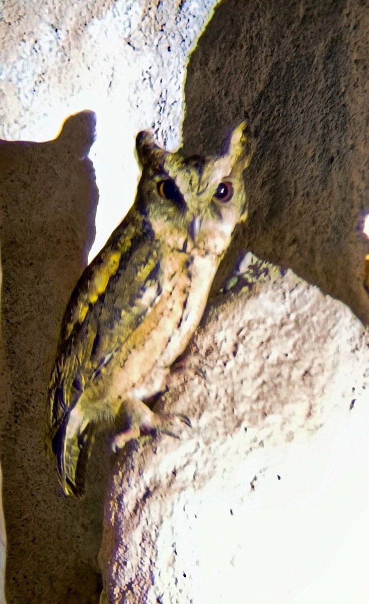 Collared Scops-Owl - ML639021104