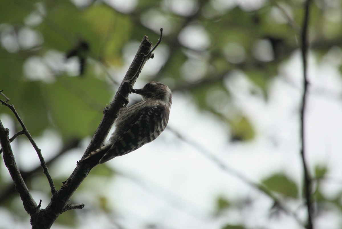 Japanese Pygmy Woodpecker - ML639021138