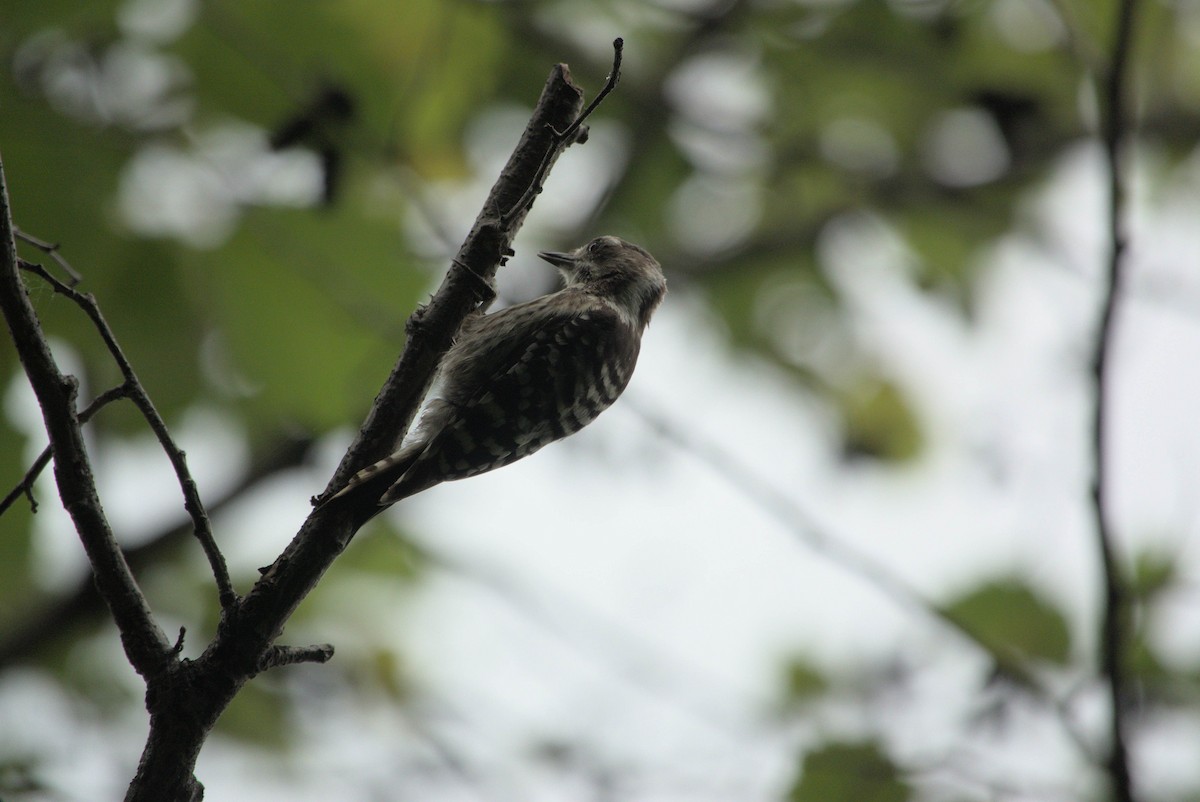 Japanese Pygmy Woodpecker - ML639021139