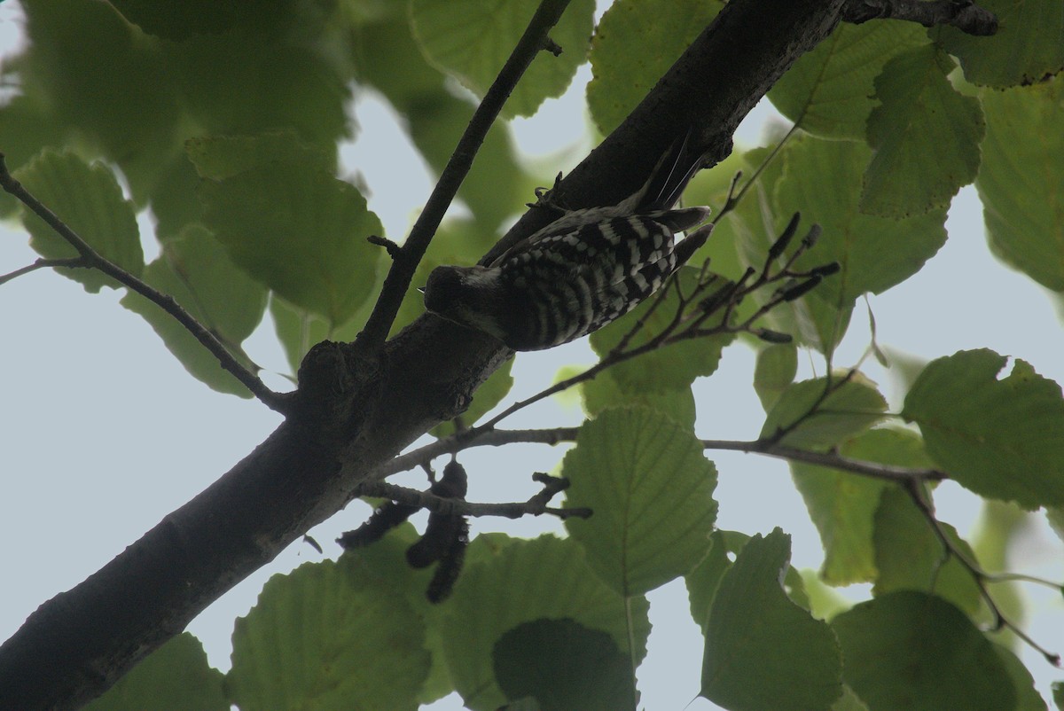 Japanese Pygmy Woodpecker - ML639021140