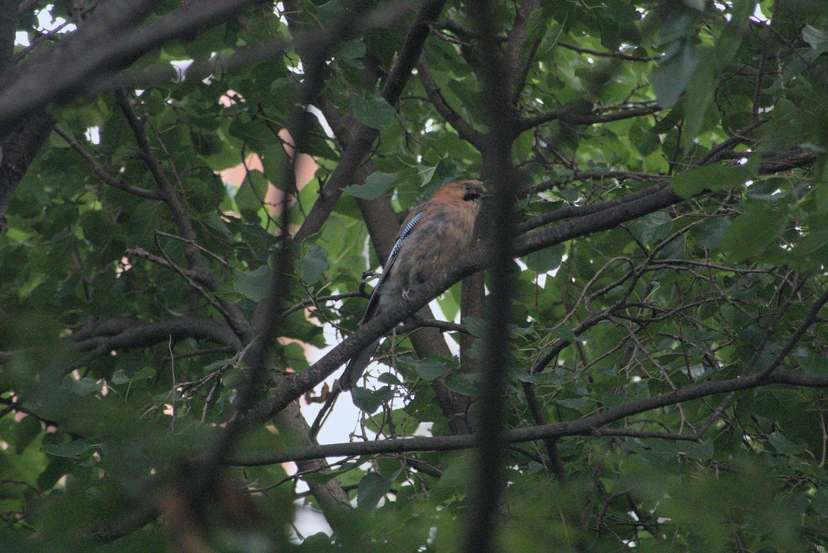 Eurasian Jay (Brandt's) - ML639021156