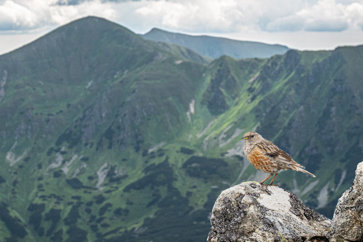 Тагийн хайруулдай - ML639021165