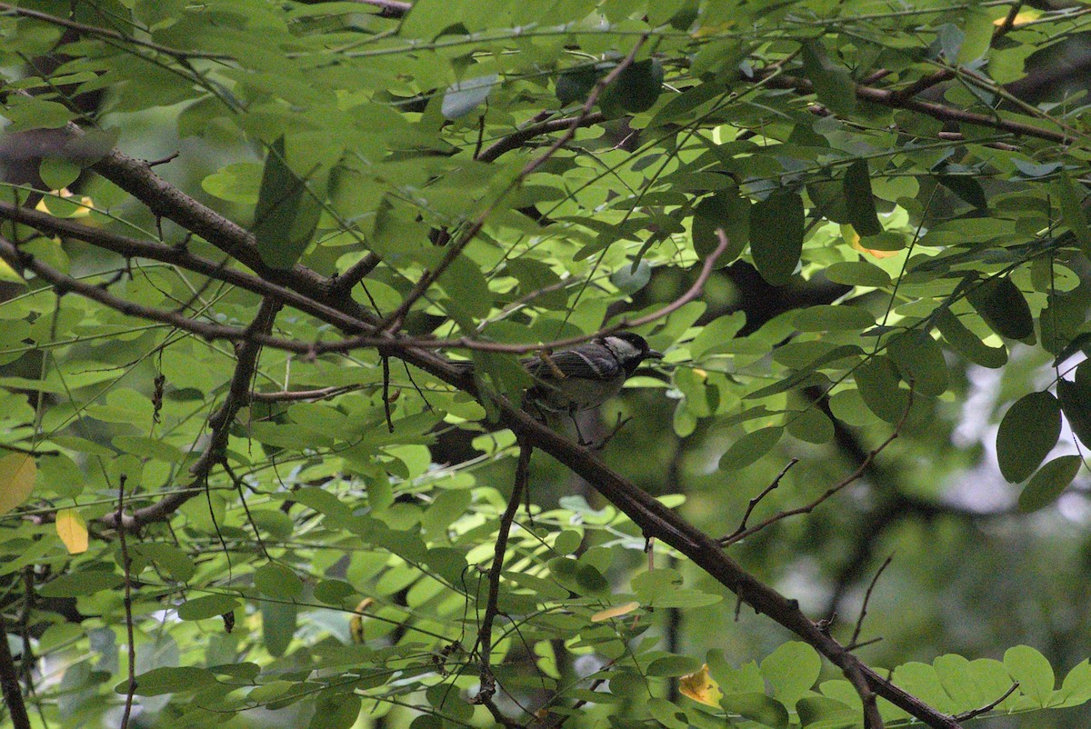 Coal Tit - ML639021170