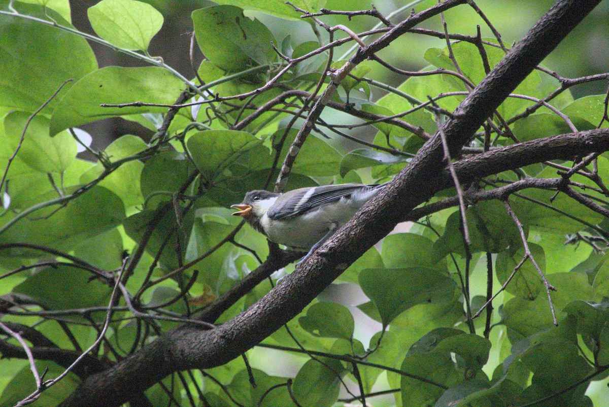 Asian Tit - ML639021171