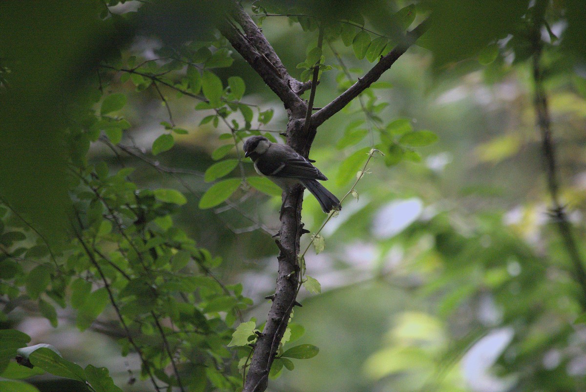 Asian Tit - ML639021173