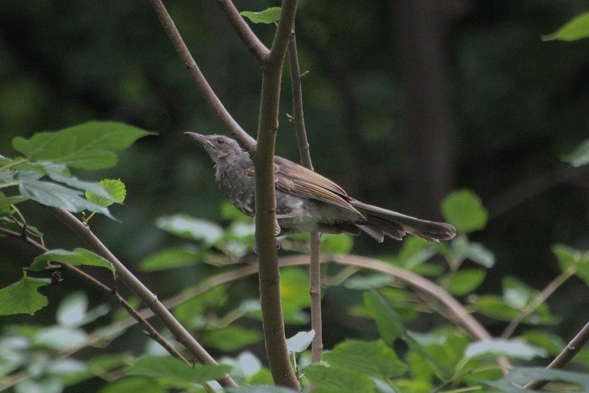 Brown-eared Bulbul - ML639021215
