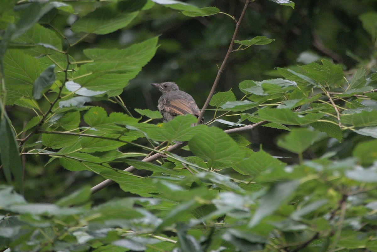 Brown-eared Bulbul - ML639021216
