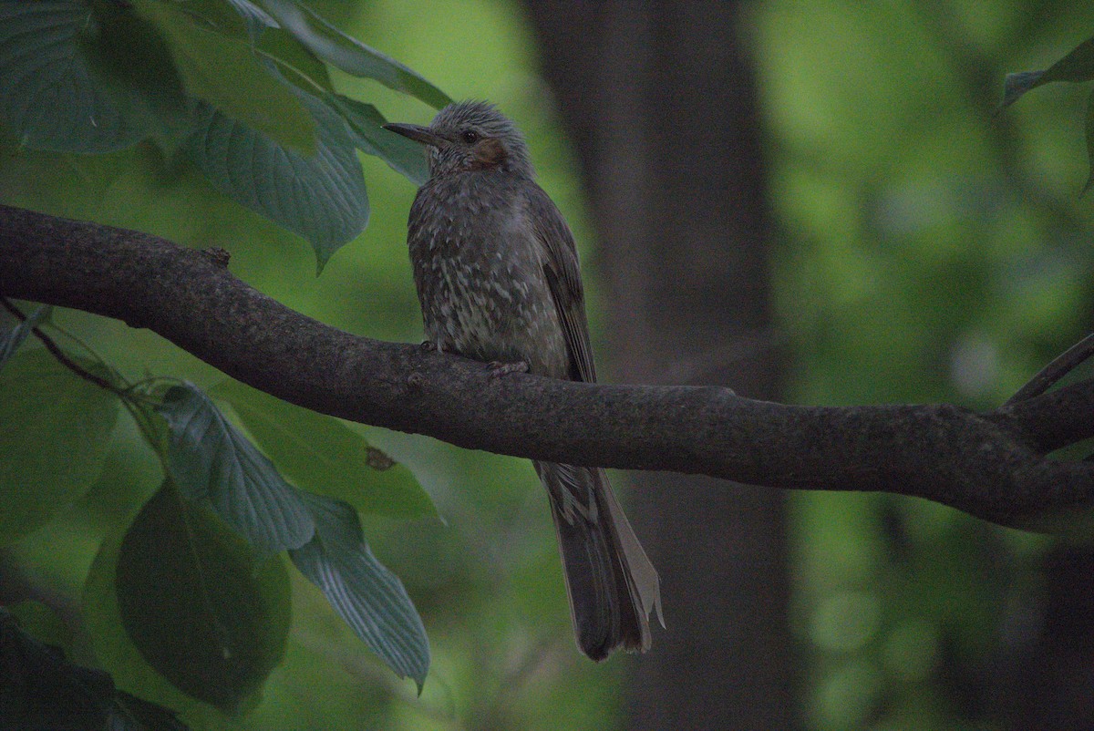 Brown-eared Bulbul - ML639021218