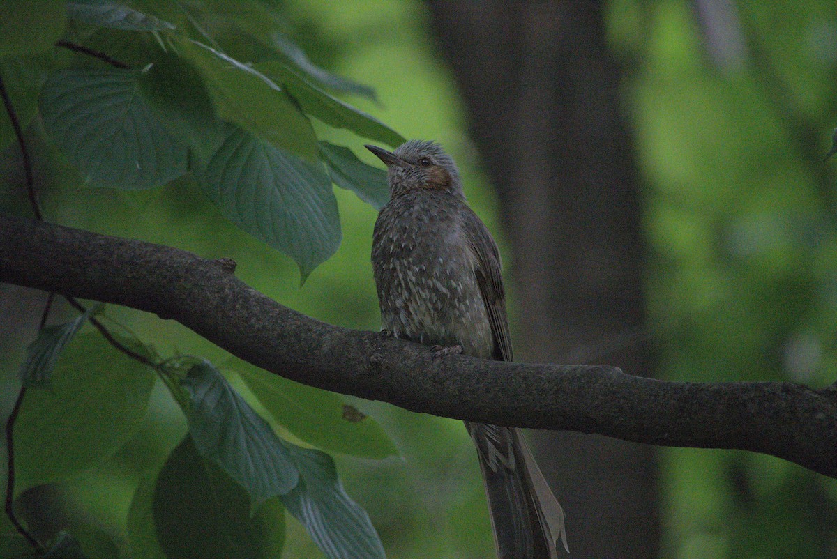 Brown-eared Bulbul - ML639021219
