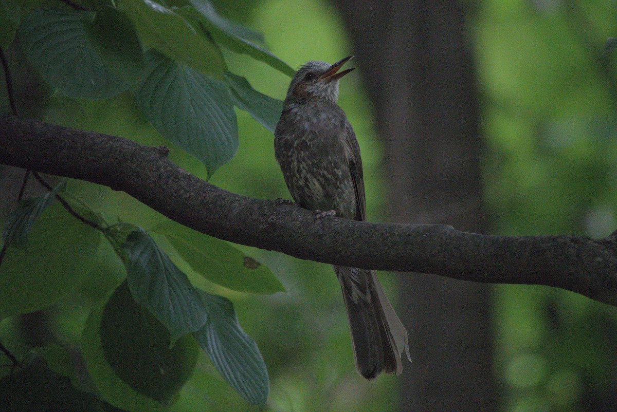 Brown-eared Bulbul - ML639021220