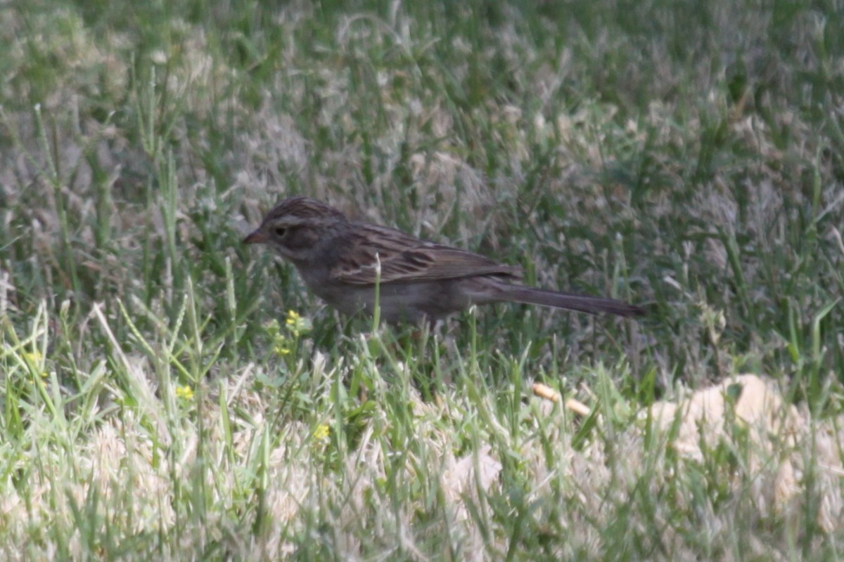 Brewer's Sparrow - ML639021267