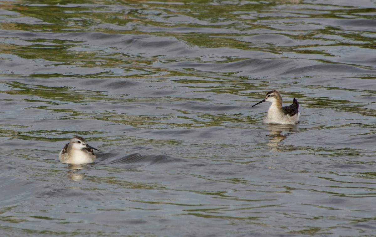 Wilson's Phalarope - ML639021285