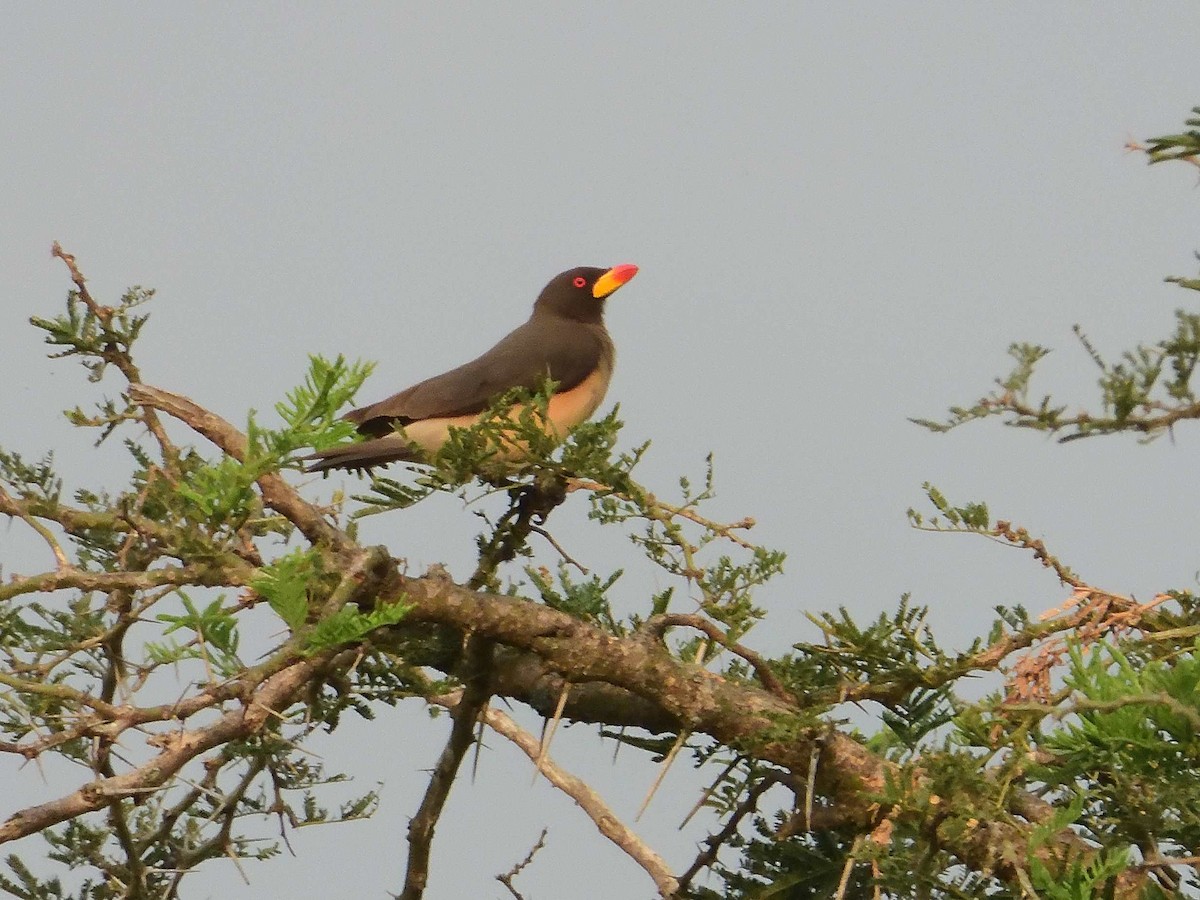 Yellow-billed Oxpecker - ML639021297