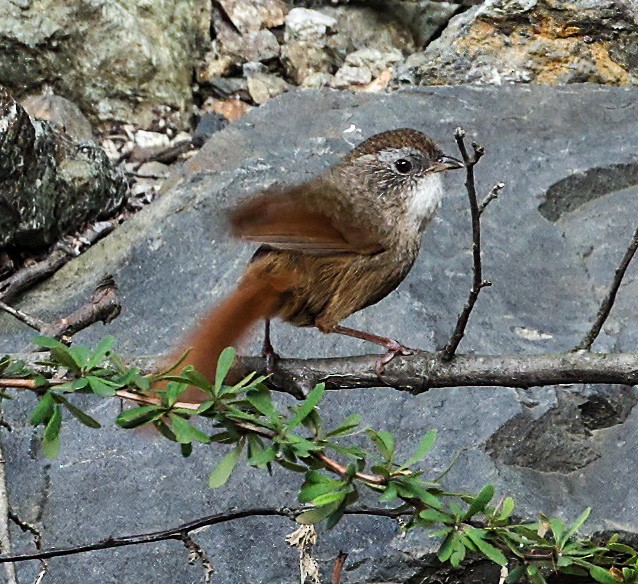 Rufous-tailed Babbler - ML639021307