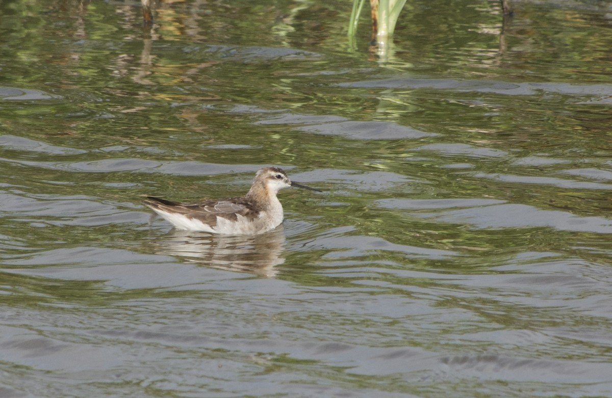 Wilson's Phalarope - ML639021314