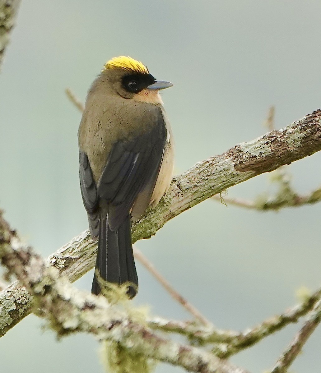 Black-goggled Tanager - ML639021318