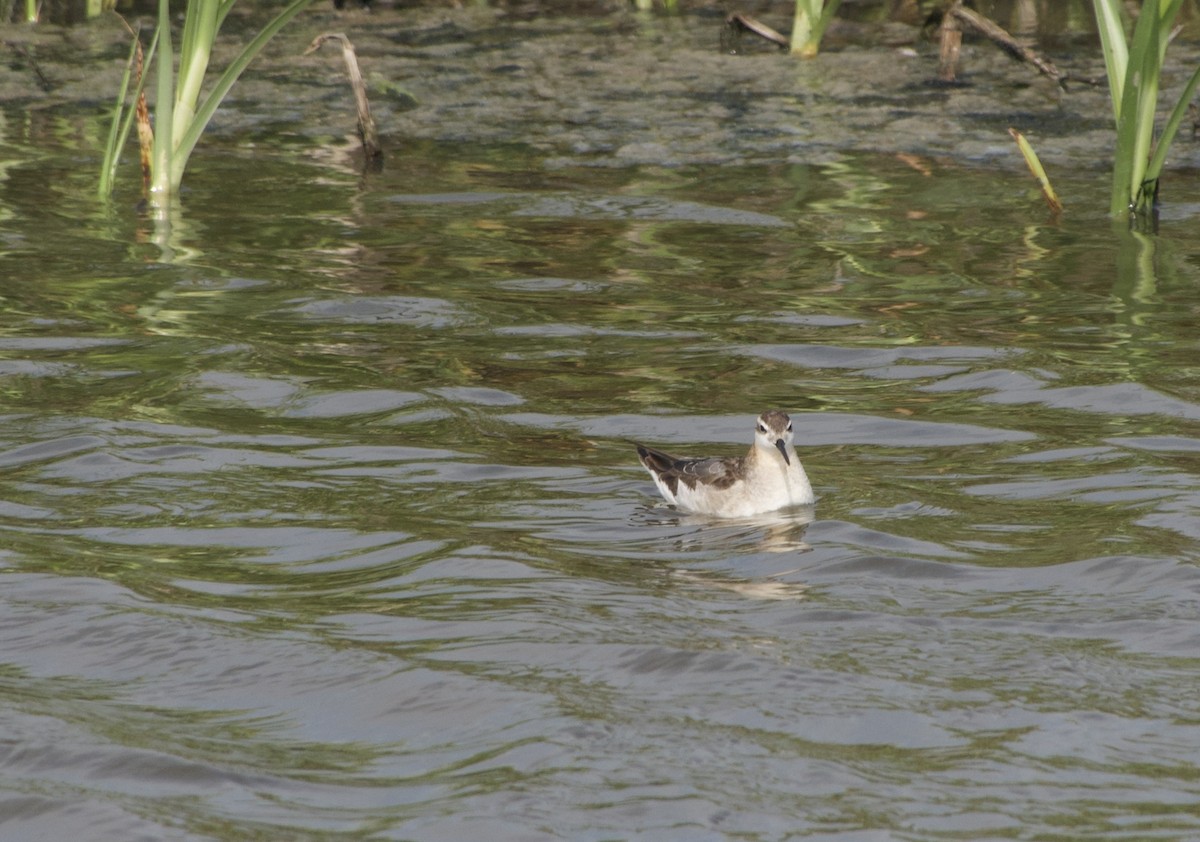 Wilson's Phalarope - ML639021322