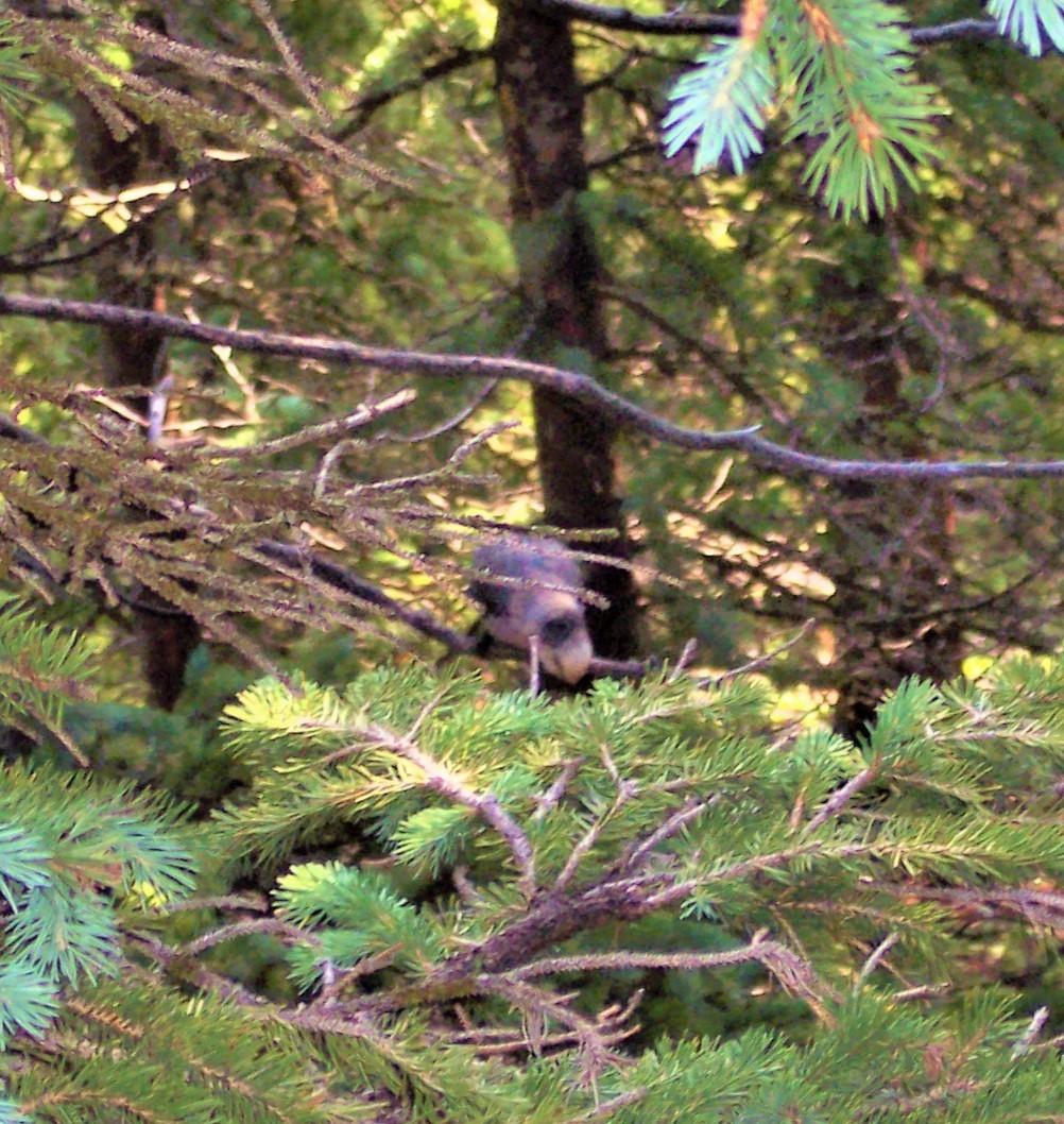 Canada Jay - ML639021333