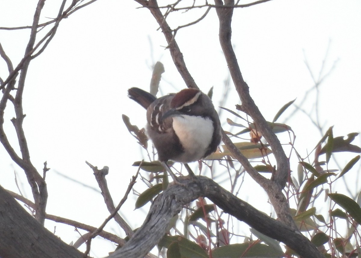 Chestnut-crowned Babbler - ML639021359
