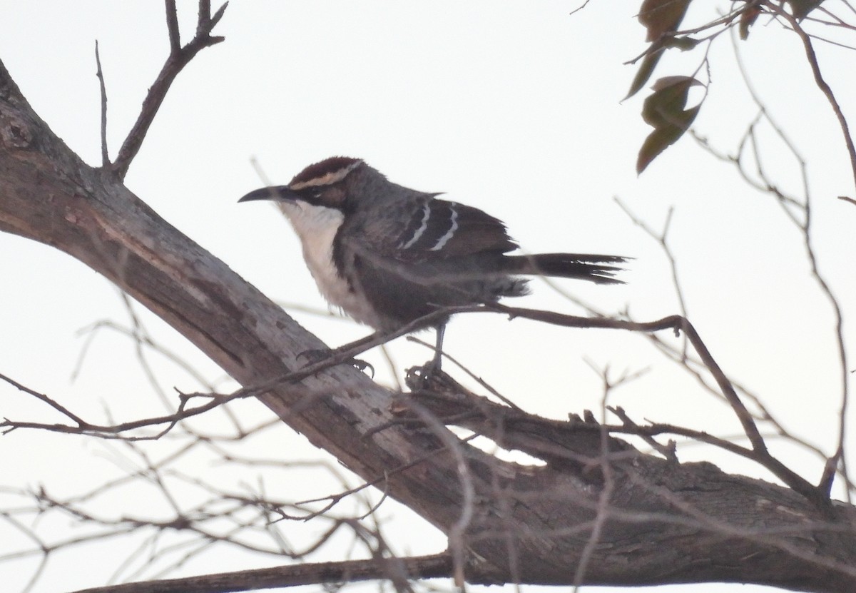Chestnut-crowned Babbler - ML639021360