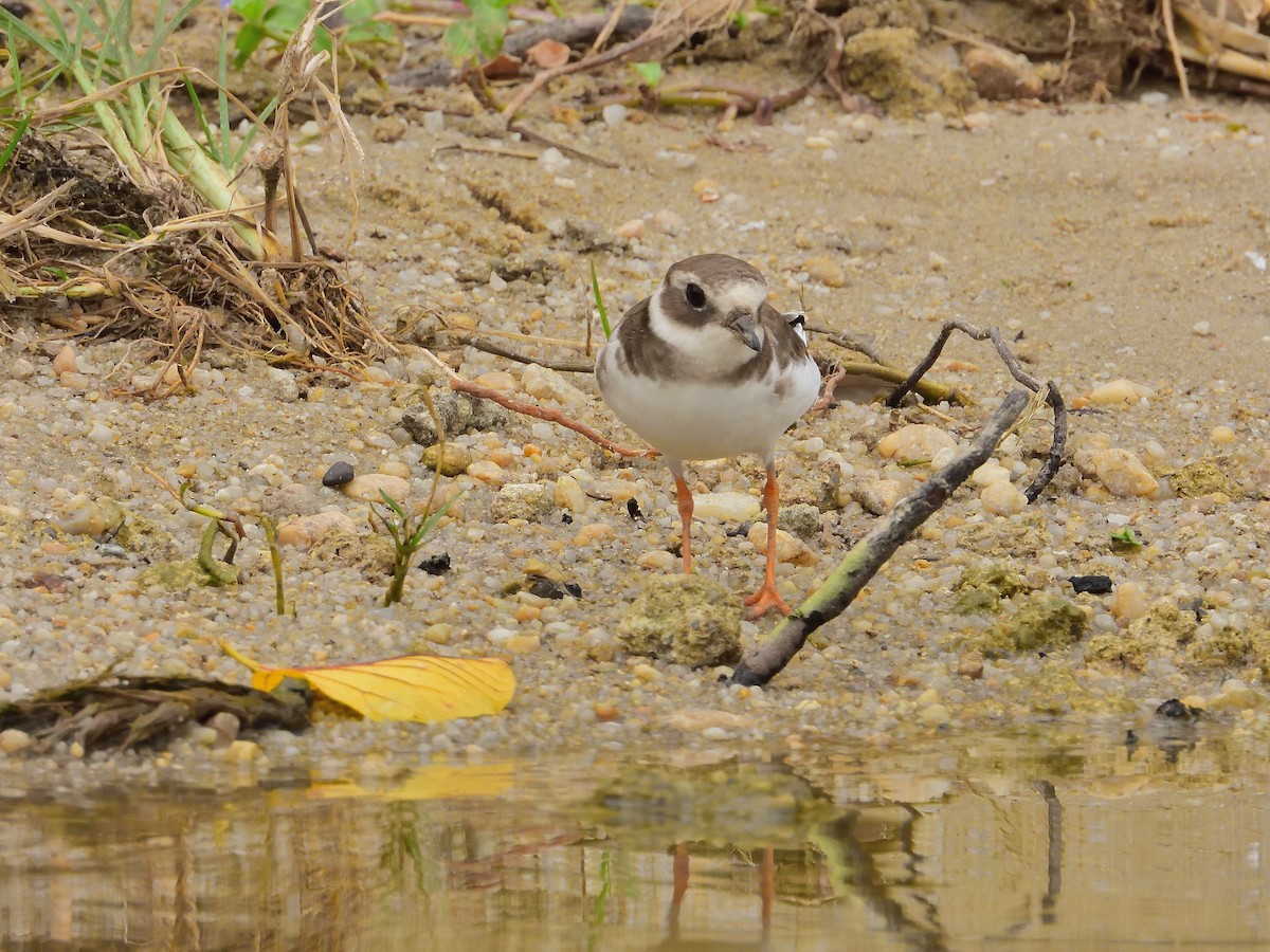Common Ringed Plover - ML639021396