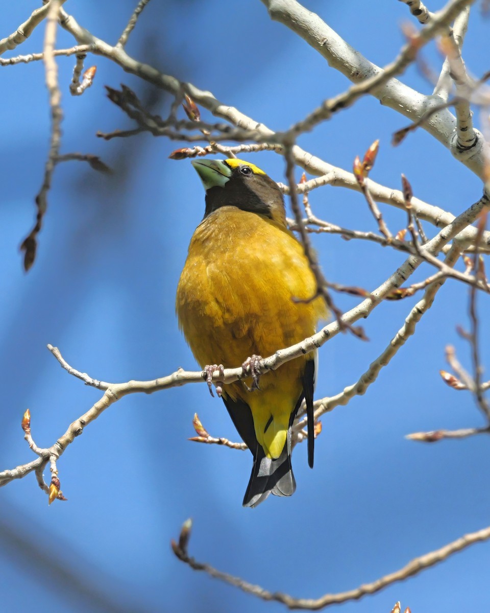 Evening Grosbeak - ML639021429