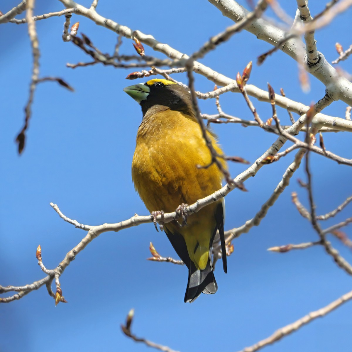 Evening Grosbeak - ML639021430
