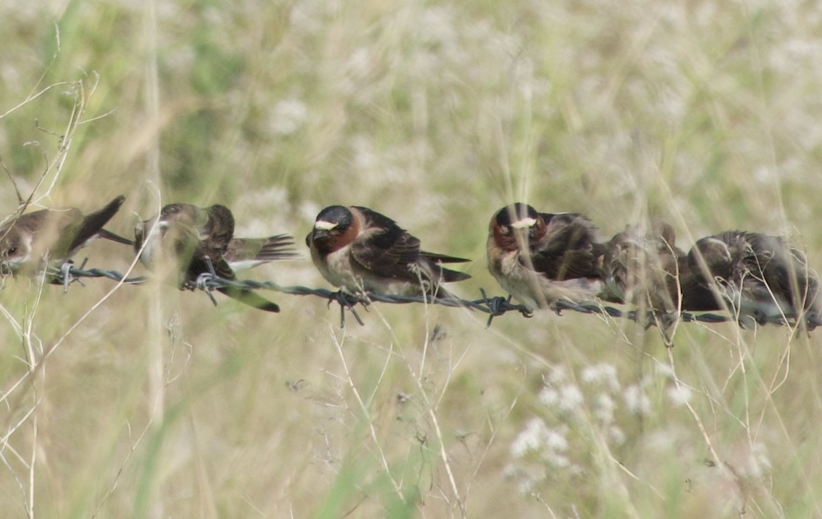 Cliff Swallow - ML639021452