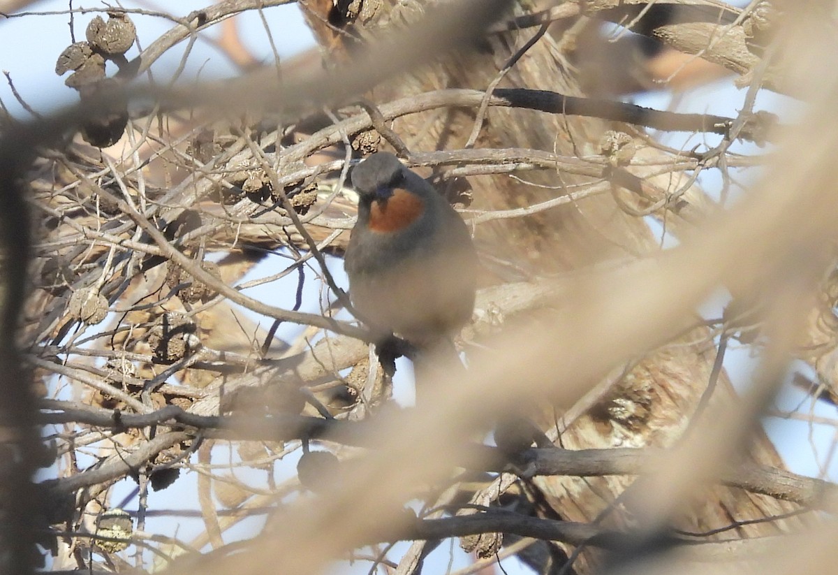 Gilbert's Whistler - ML639021461