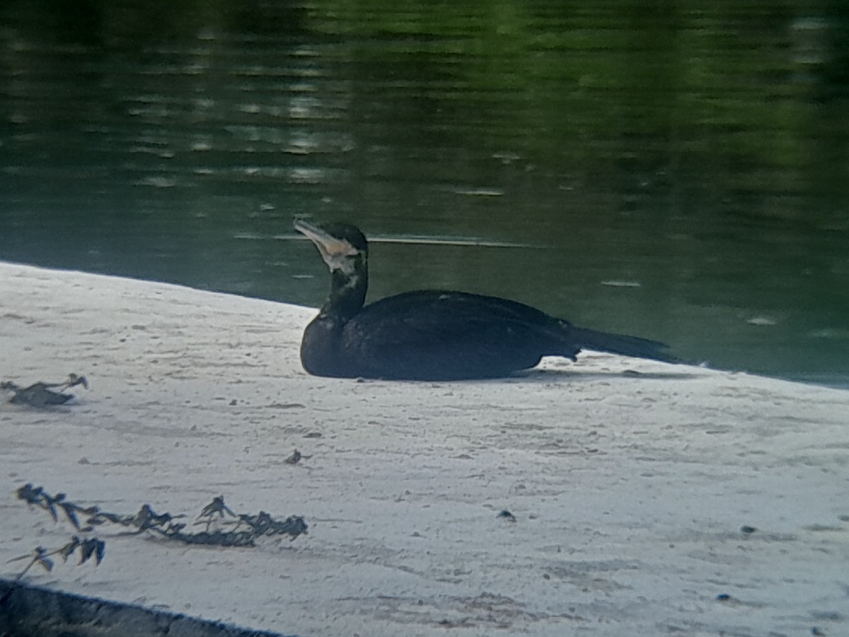Cormoran vigua - ML639021463