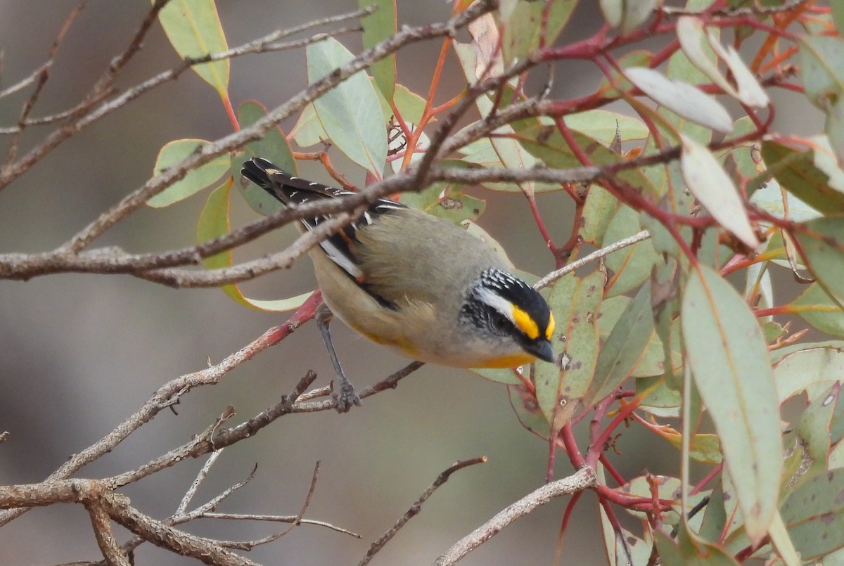Striated Pardalote - ML639021466
