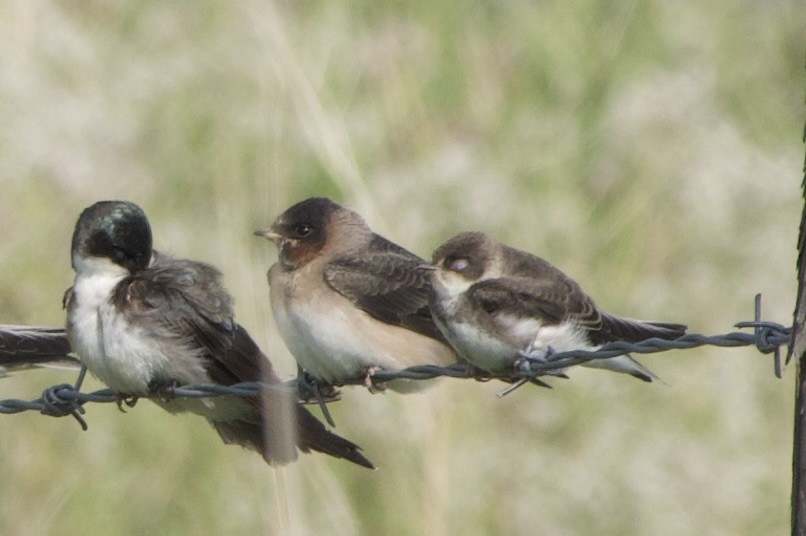 Tree Swallow - ML639021510