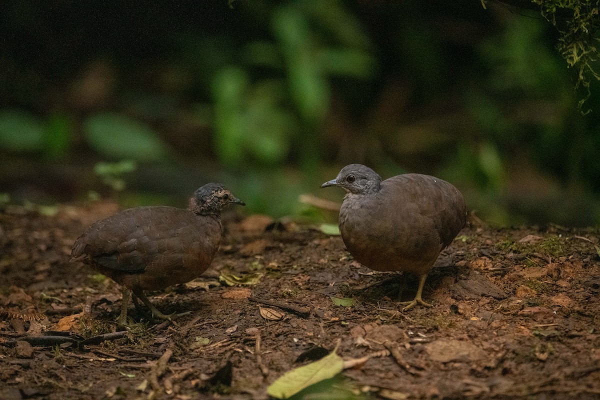 Tinamou soui - ML639021512