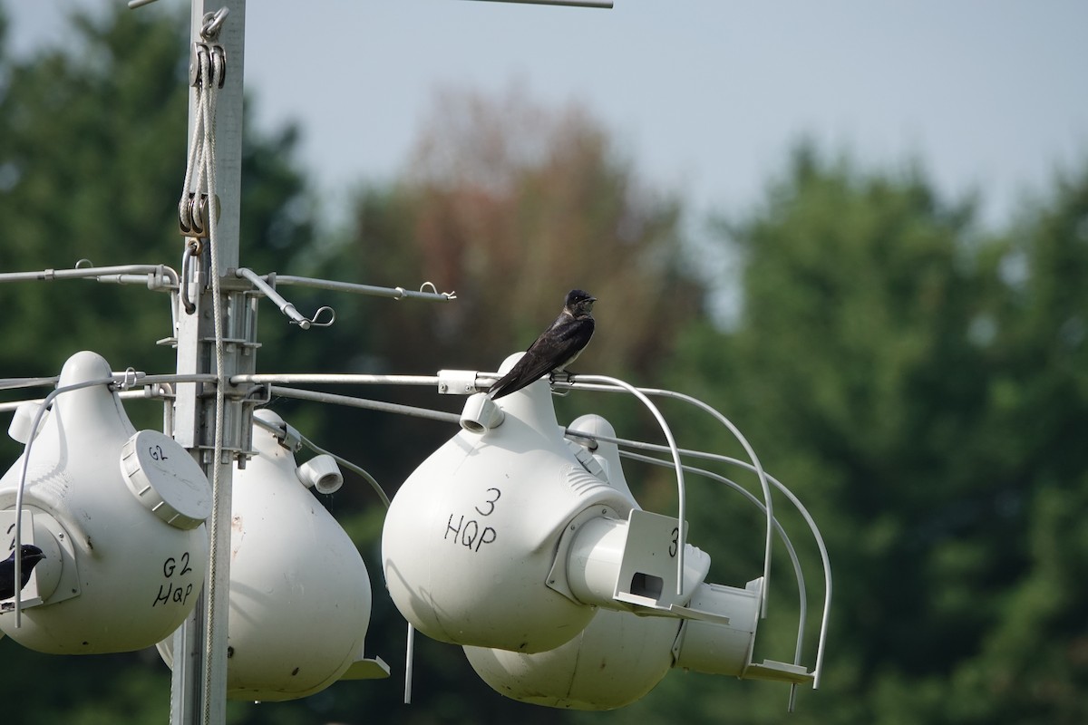 Purple Martin - ML639021573