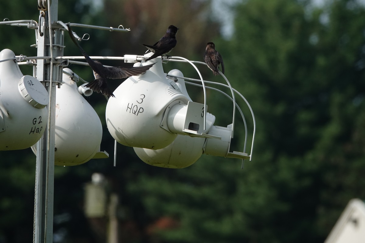 Purple Martin - ML639021574
