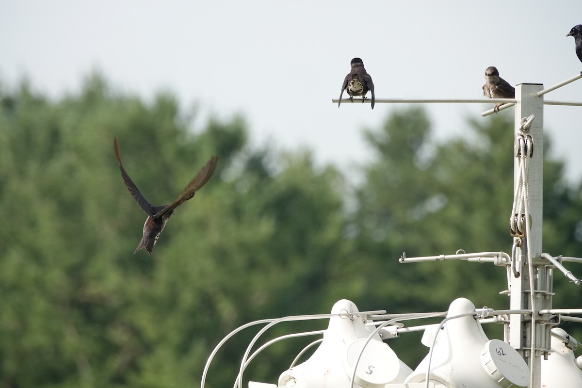 Purple Martin - ML639021575